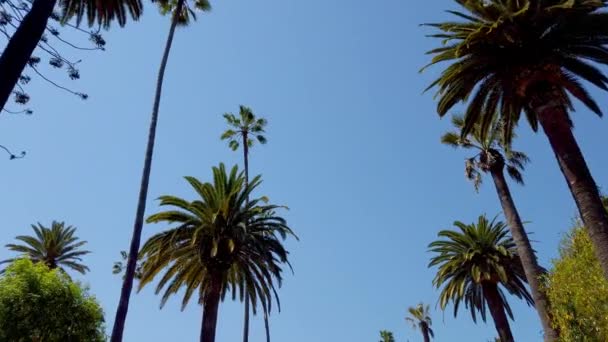 Rijden door Beverly Hills met zijn palmbomen - reizen — Stockvideo