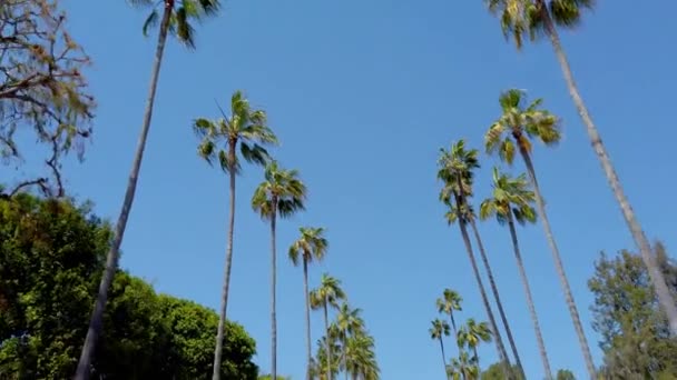 Beverly Hills 'in Palmiye ağaçları - seyahat fotoğrafçılığı — Stok video