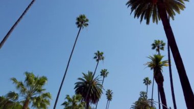 Beverly Hills 'in Palmiye ağaçları - seyahat fotoğrafçılığı