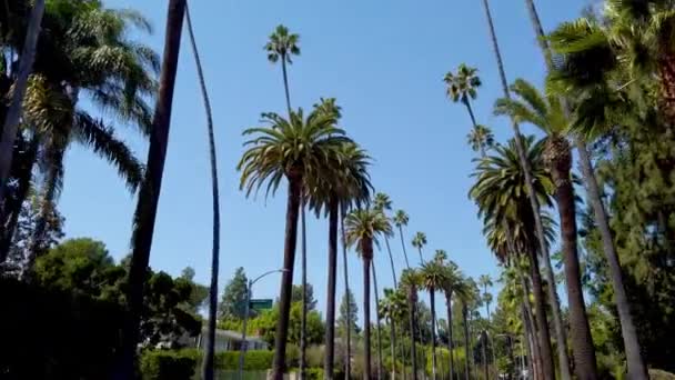 Beverly Hills 'in Palmiye ağaçları - seyahat fotoğrafçılığı — Stok video