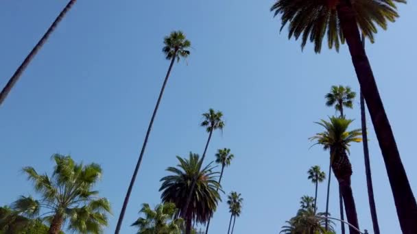 Пальмові дерева Беверлі - Гіллз. — стокове відео