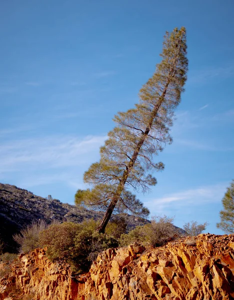 Удивительный национальный лес Секуа в Калифорнии — стоковое фото
