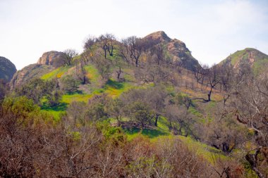 California 'daki Malibu Creek Eyalet Parkı