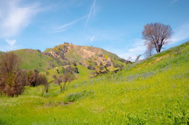 California 'daki Malibu Creek Eyalet Parkı