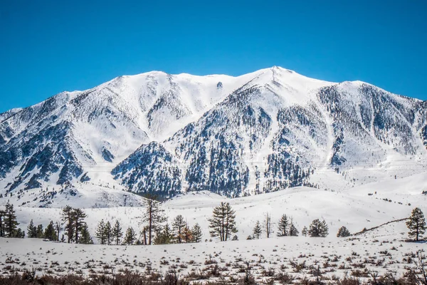 Maravilhosa floresta nacional de Inyo na neve — Fotografia de Stock