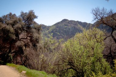 California 'daki Malibu Creek Eyalet Parkı