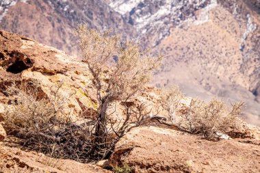 Doğu Sierra 'daki Yarıkarınca Vadisi' nde Antik Petroglifler