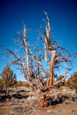 Sierra Nevada'daki Inyo Ulusal Ormanı'nda kuru çürük ağaçlar