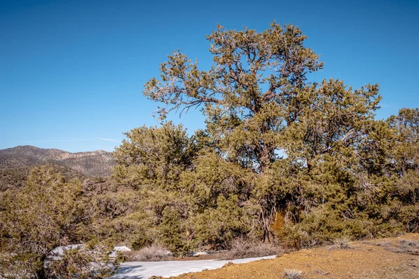 Sierra Nevada 'daki güzel Inyo Ulusal Ormanı