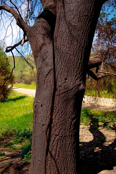 Burnt trees after the huge fire in Malibu