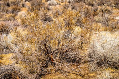 Sierra Nevada'da bitki örtüsü