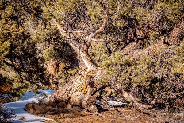 Beautiful Inyo National Forest in the Sierra Nevada — Stock Photo, Image