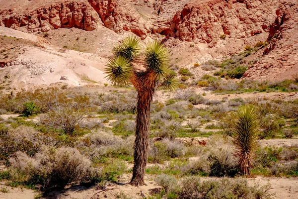 Parco statale Red Rock Canyon in California — Foto Stock