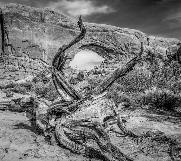 Le buche nelle rocce del Parco Nazionale dell'Arches — Foto Stock