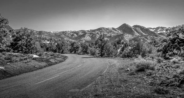 Belle forêt nationale d'Inyo dans la Sierra Nevada — Photo