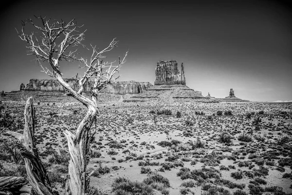 Suche zgniłe drzewa w Monument Valley w Utah — Zdjęcie stockowe