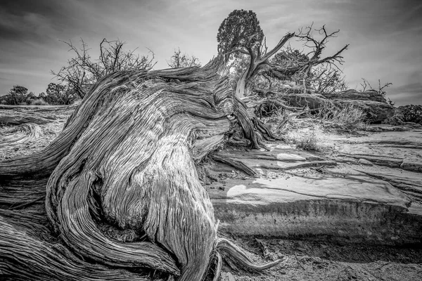 Сухий гнилий дерева в пустелі Юта — стокове фото