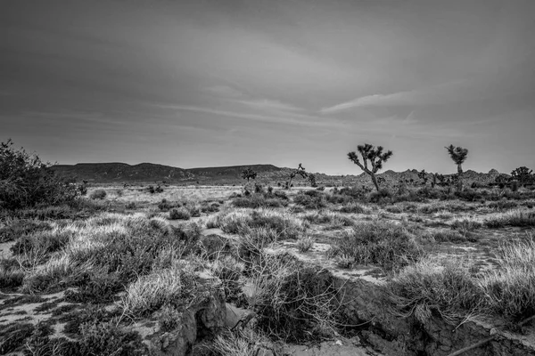 Пустыня Невады вечером — стоковое фото