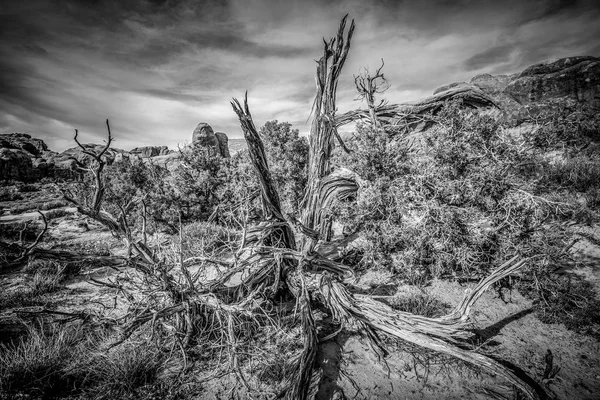 Sucha roślinność w Parku Narodowym Arches na pustyni Utah — Zdjęcie stockowe
