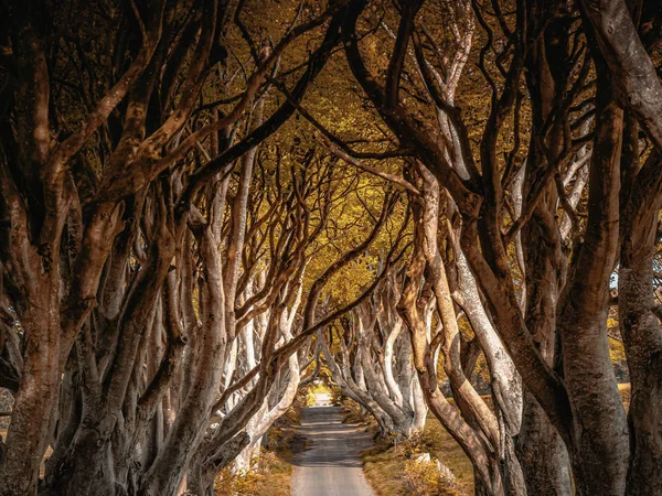 Dark Hedges Northern Ireland Autumn — Stock Photo, Image