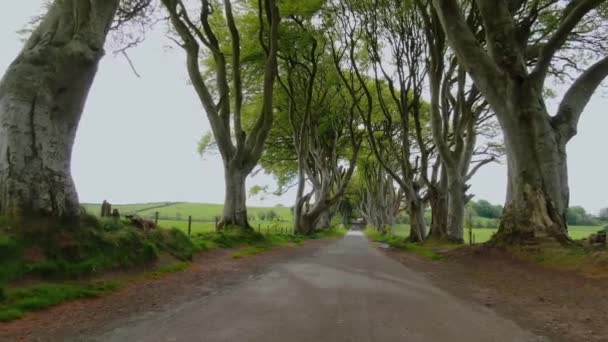 Sebes Escuras Stranocum Irlanda Norte — Vídeo de Stock