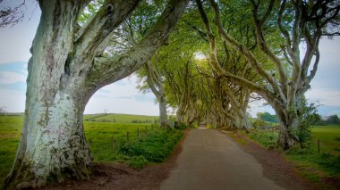 Kuzey İrlanda Stranocum Dark Hedges - seyahat fotoğrafçılığı