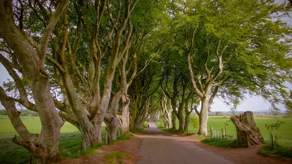 Dark Hedges Stranocum Észak Írországban Utazási Fotózás — Stock Fotó