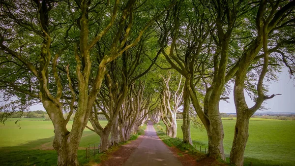 Dark Hedges Stranocum Irlande Nord Photographie Voyage — Photo