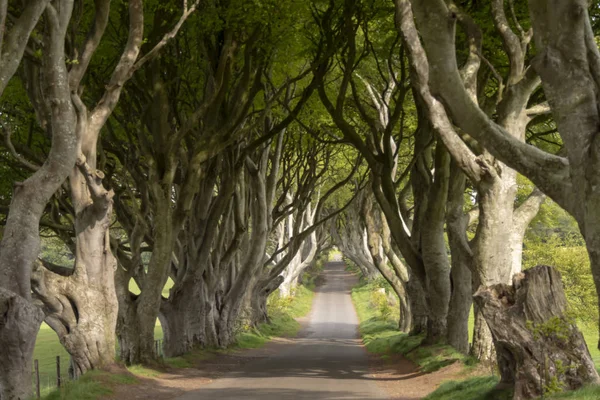 Dark Hedges Híres Helyszín Észak Írországban Utazási Fotózás — Stock Fotó