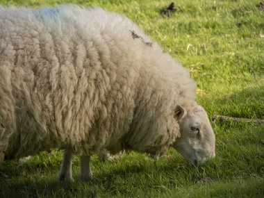 İrlanda yeşil çim çimenkoyun - seyahat fotoğrafçılığı