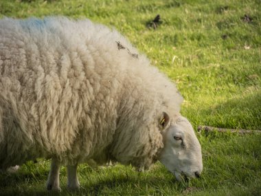 İrlanda yeşil çim çimenkoyun - seyahat fotoğrafçılığı