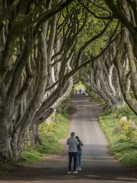 Dark Hedges Famous Location Northern Ireland Travel Photography Stranocum United — Stock Photo, Image