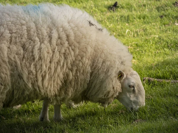 İrlanda yeşil çim çimenkoyun - seyahat fotoğrafçılığı