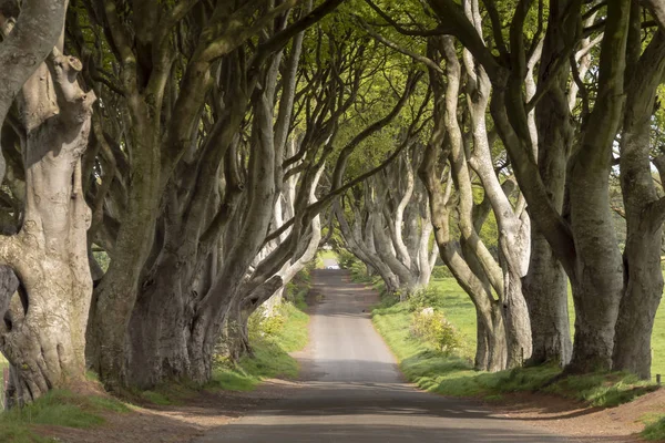 Kuzey İrlanda Stranocum Dark Hedges - seyahat fotoğrafçılığı