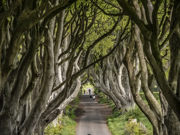 Dark Hedges Híres Hely Észak Írországban Utazási Fotózás Stranocum Egyesült — Stock Fotó