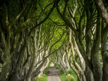 Dark Hedges - Kuzey İrlanda'da ünlü bir yer - seyahat fotoğrafçılığı