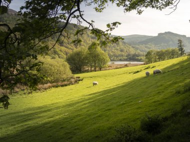 Wicklow Dağları'nda Amazing yeşil İrlanda çayırları - seyahat fotoğrafçılığı