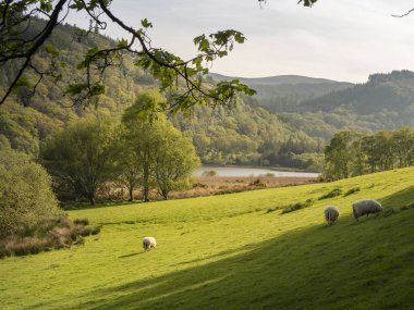 Wicklow Dağları'nda Amazing yeşil İrlanda çayırları - seyahat fotoğrafçılığı