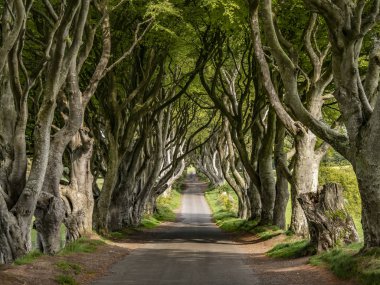 Dark Hedges - Kuzey İrlanda'da ünlü bir yer - seyahat fotoğrafçılığı