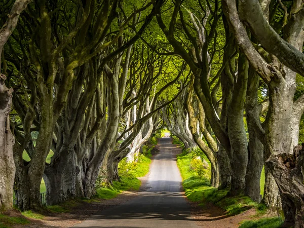 Kuzey İrlanda'da Amazing Dark Hedges - seyahat fotoğrafçılığı