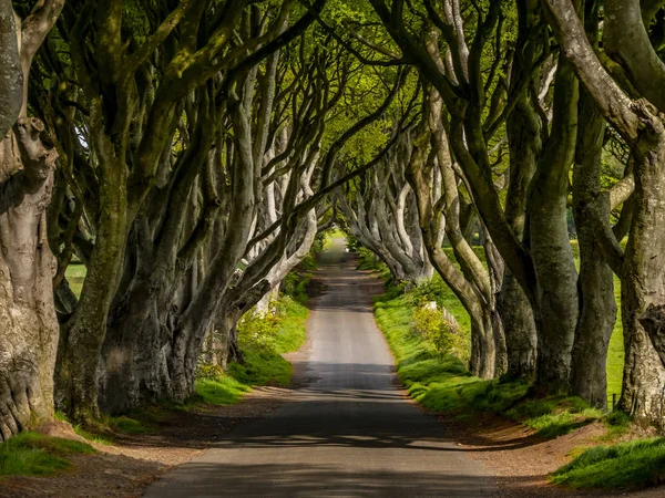 Удивительные Темные Изгороди Северной Ирландии Фотографии Путешествий — стоковое фото