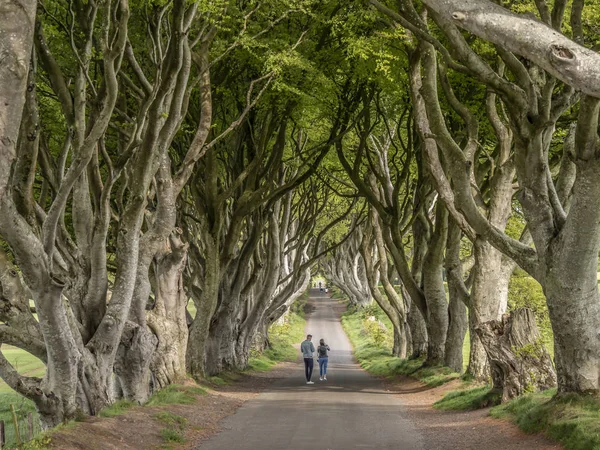 黑暗篱笆 北爱尔兰的著名地点 旅游摄影 斯特拉诺库姆 2019年5月12日 — 图库照片