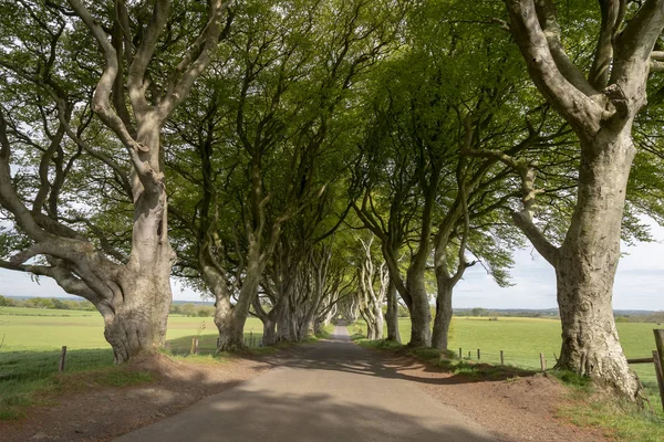 Dark Hedges Híres Helyszín Észak Írországban Utazási Fotózás — Stock Fotó