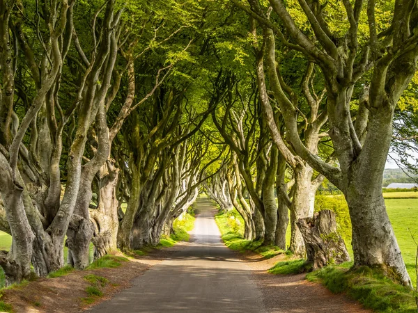 Dark Hedges Lieu Célèbre Irlande Nord Photographie Voyage — Photo