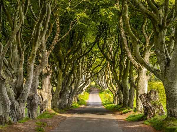 Dark Hedges - Kuzey İrlanda'da ünlü bir yer - seyahat fotoğrafçılığı