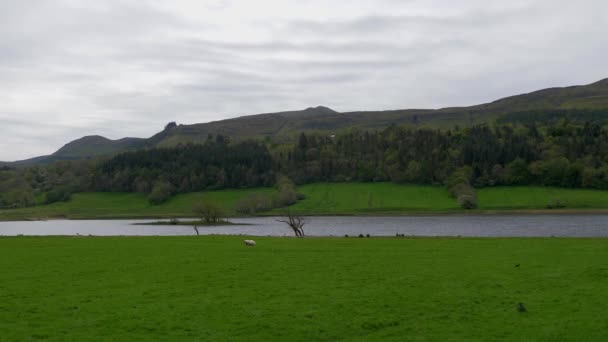 美丽的爱尔兰风景与典型的草原 — 图库视频影像
