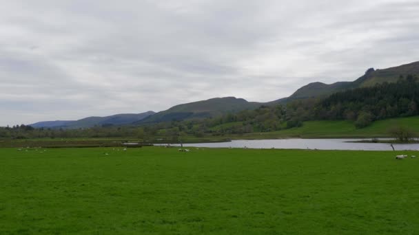 Beautiful Irish Landscape Its Typical Grasslands Travel Photography — Stock Video