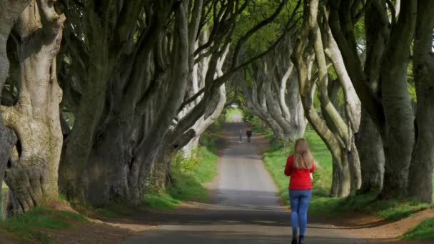 Mroczne Żywopłoty Stranocum Irlandii Północnej Fotografia Podróżnicza — Wideo stockowe