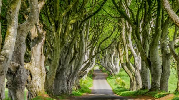 Die Dunklen Hecken Von Stranocum Nördlichen Irland — Stockvideo