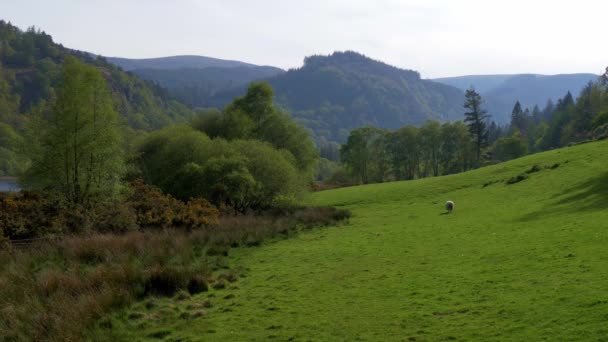 Die Schönen Wicklow Mountains Irland — Stockvideo